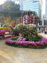Chrysanthemum display