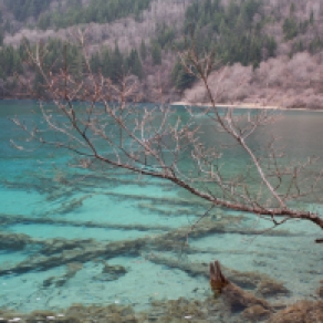 Trees in water (Sichuan national park)
